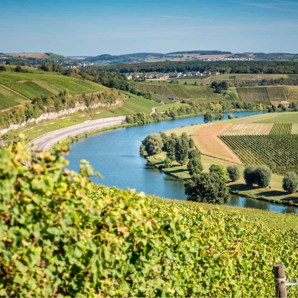 A view of a winding river through vineyards along the Moselle hiking trail in Luxembourg