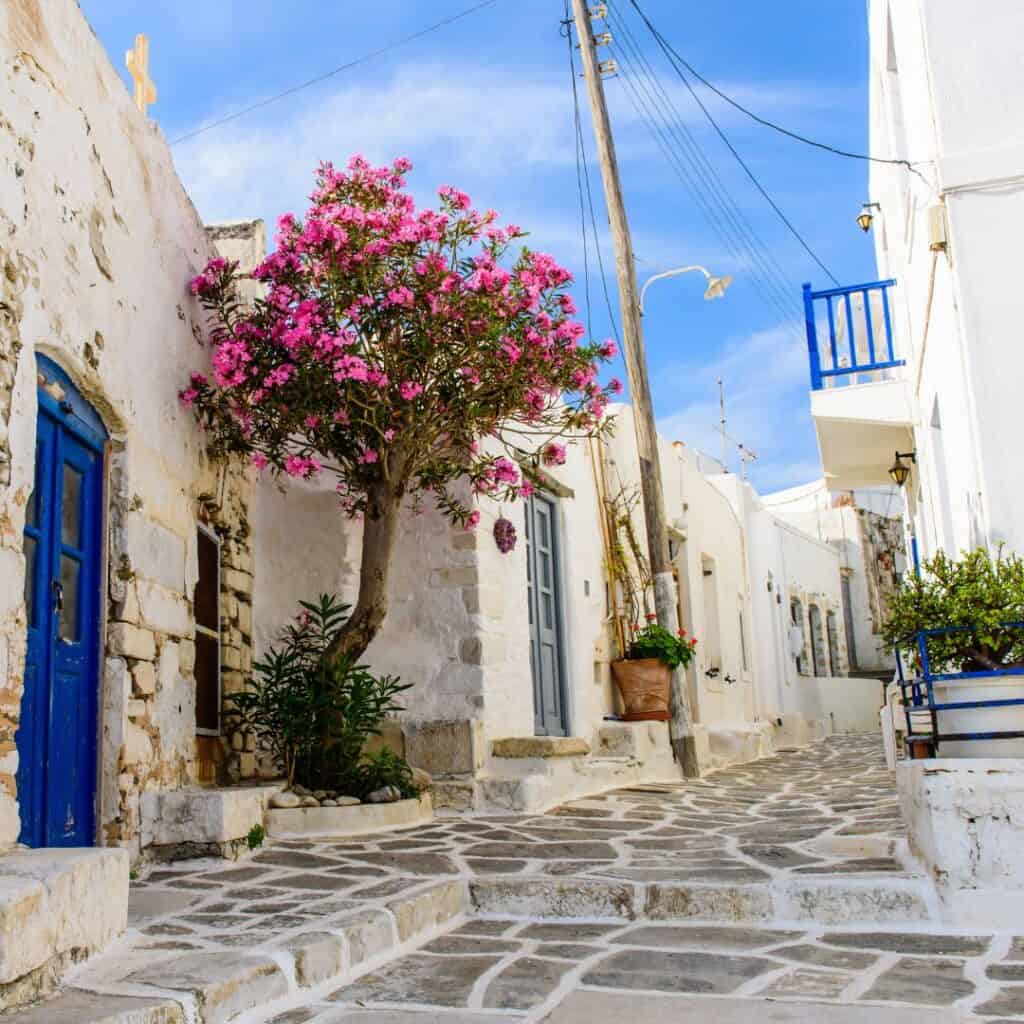 A photo of a narrow street in Parikia Old Town, Paros, Greece with white buildings on both sides. There is a pink tree in the middle of the street and blue and gray doors on the buildings. The street is made of cobblestones.