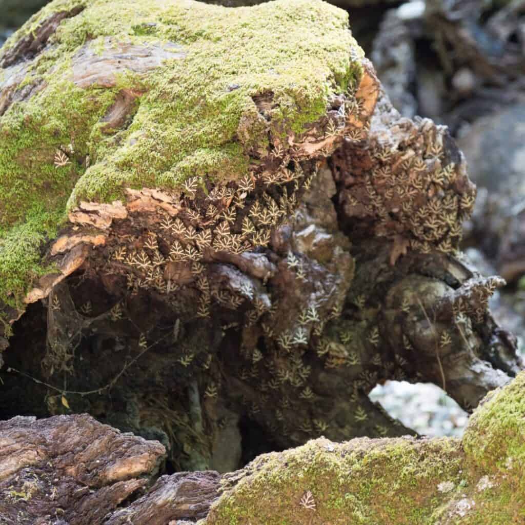 A close-up of a tree trunk covered in moss and lichen, with a cluster of yellow butterflies in the center, at Valley of the Butterflies, one of Paros Greece Instagram spots.