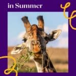 a giraffe chewing leaves with a view of the savannah and the sky