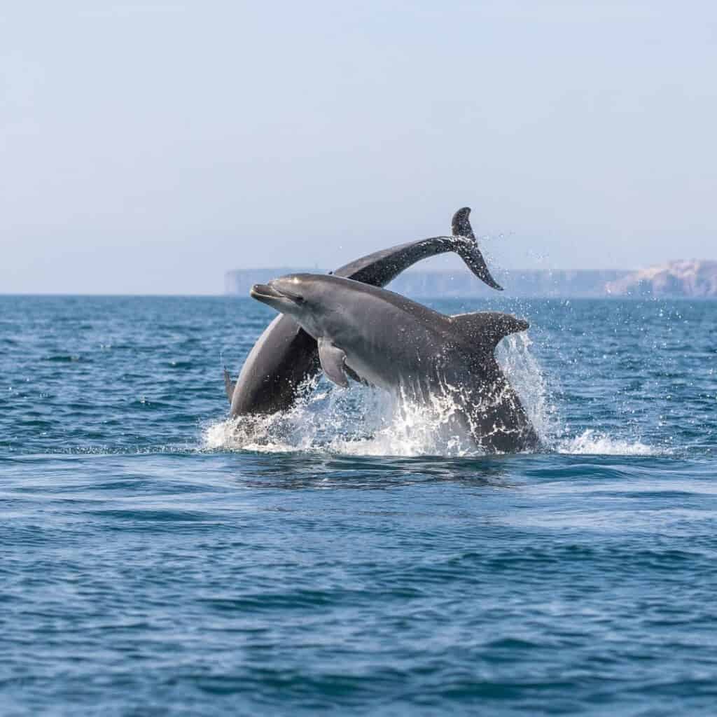 Two bottlenose dolphins leaping out of the water in the Algarve region of Portugal. The dolphins are swimming in the blue water and the sky is clear. The dolphins are grey and have long, slender bodies. They are swimming in a playful manner and their tails are visible above the water. The dolphins are in the foreground of the image and the coastline is visible in the background.