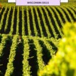 a vineyard field with rows of green vines