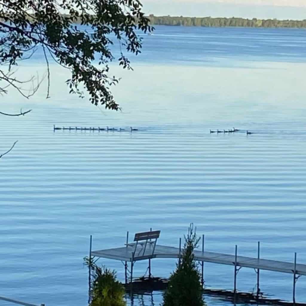 a view of the lake with a dock and ducks swimming from the deck of a house