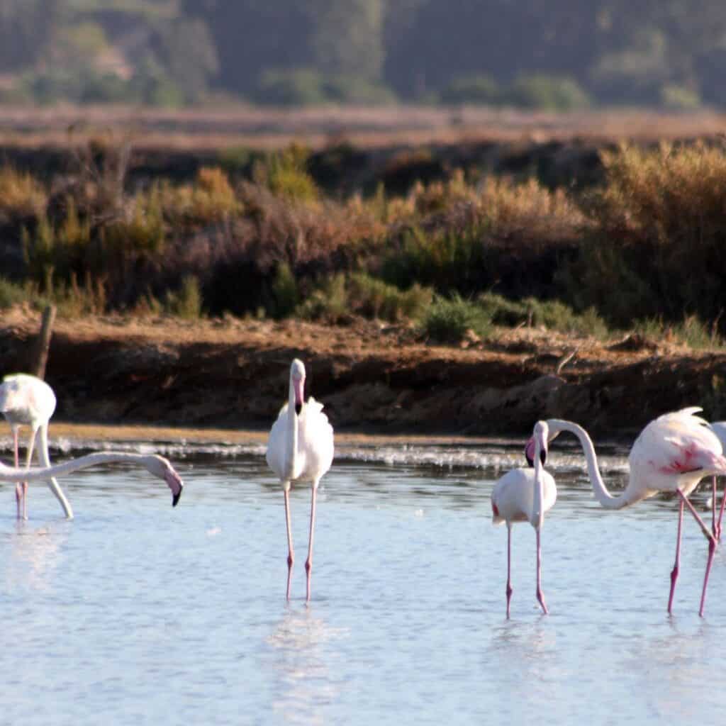 Several flamingoes with pink plumage and long legs are standing in the shallow water of Salgados Lagoon. The birds are wading through the water, their necks bent and their beaks dipping into the water. In the background, there is a lush green landscape with tall grasses and trees.