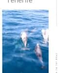 Boat trips in Tenerife 16 - Boat trips in Tenerife: 8 Best Tours