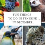 a closeup of a side view of a parakeet; a ring tailed lemur climbing up a tree; two penguins are standing next to each other; a close up of a leopard looking off into the distance