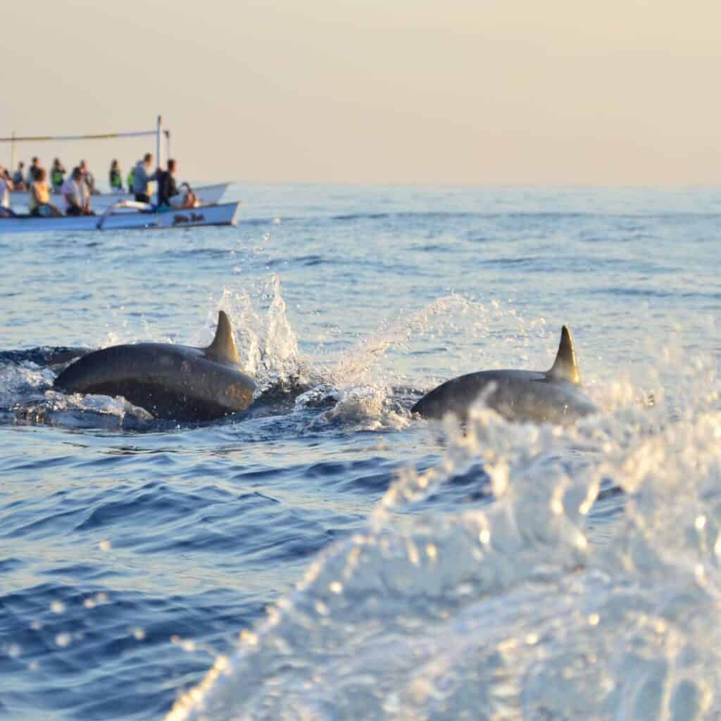 dolphins jumping out of the water in front of a boat