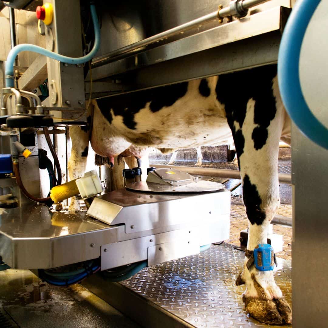 Farm tours in wisconsin a cow's sudder being milked byu a robot or machine