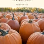 a large group of orange pumpkins sitting on top of each other in a pumpkin patch