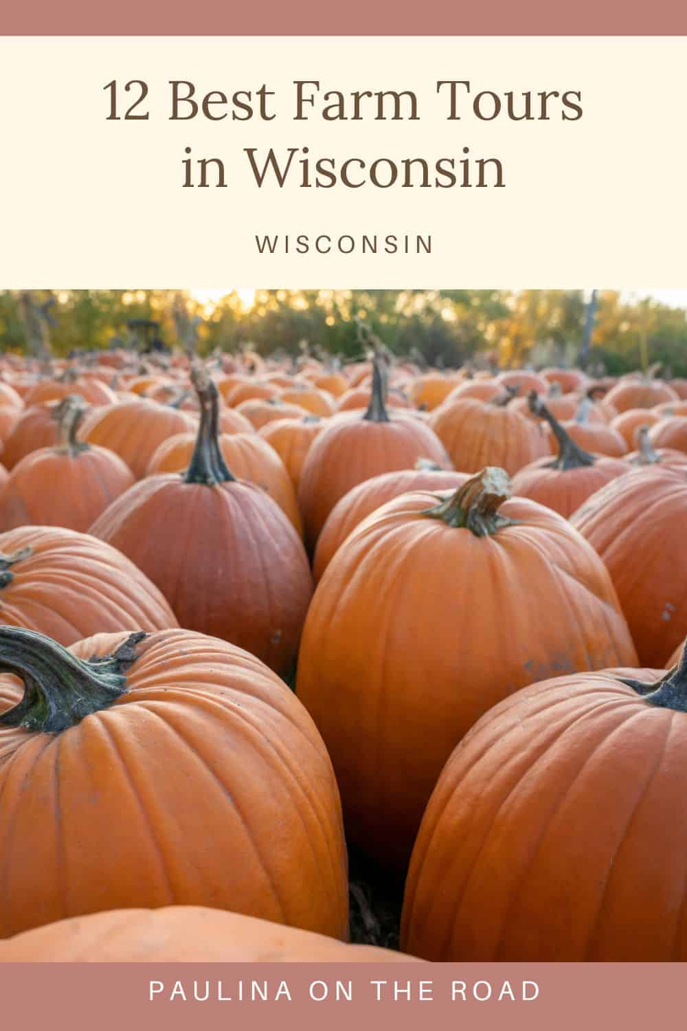 a large group of orange pumpkins sitting on top of each other in a pumpkin patch
