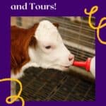 a small calf is drinking from a bottle