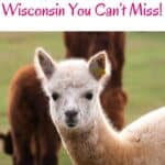 a whitish alpaca looking at the camera with a dark brown alpaca at the back