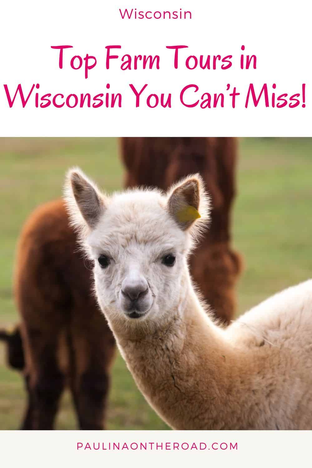 a whitish alpaca looking at the camera with a dark brown alpaca at the back
