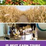red cherries on a tree with green leaves; a path in the middle of a corn field; a cow's sudder being milked byu a robot or machine