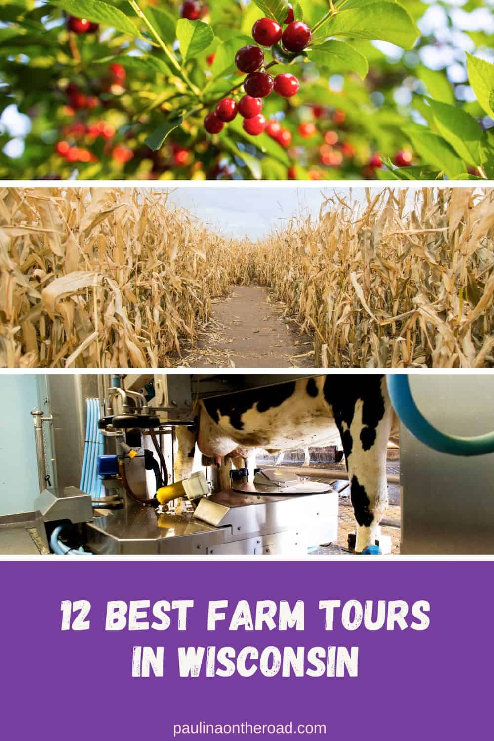 red cherries on a tree with green leaves; a path in the middle of a corn field; a cow's sudder being milked byu a robot or machine