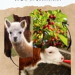 a whitish alpaca looking at the camera with a dark brown alpaca at the back; red cherries on a tree with green leaves; a small calf is drinking from a bottle