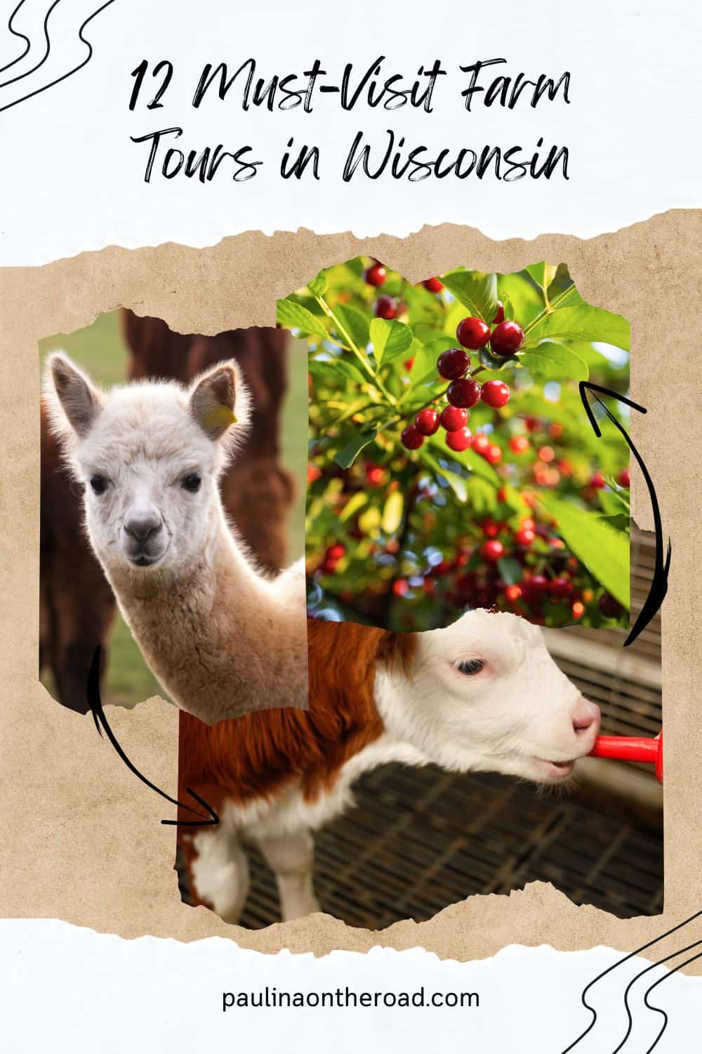 a whitish alpaca looking at the camera with a dark brown alpaca at the back; red cherries on a tree with green leaves; a small calf is drinking from a bottle