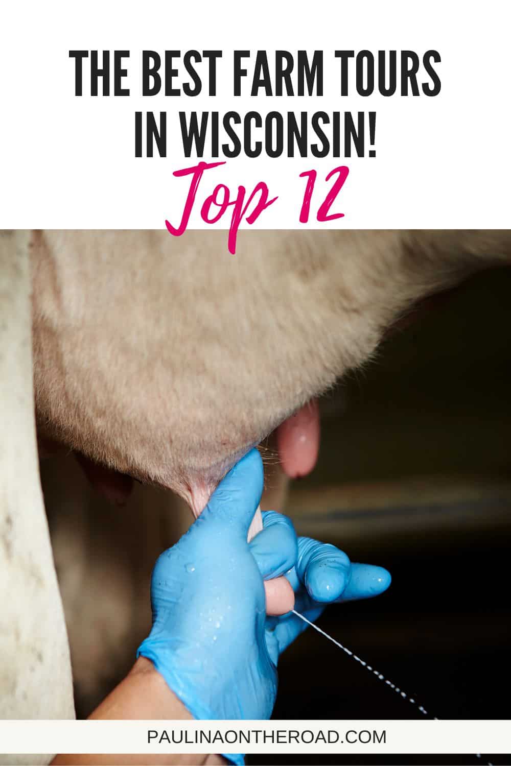 a cow being milked by a person in blue gloves