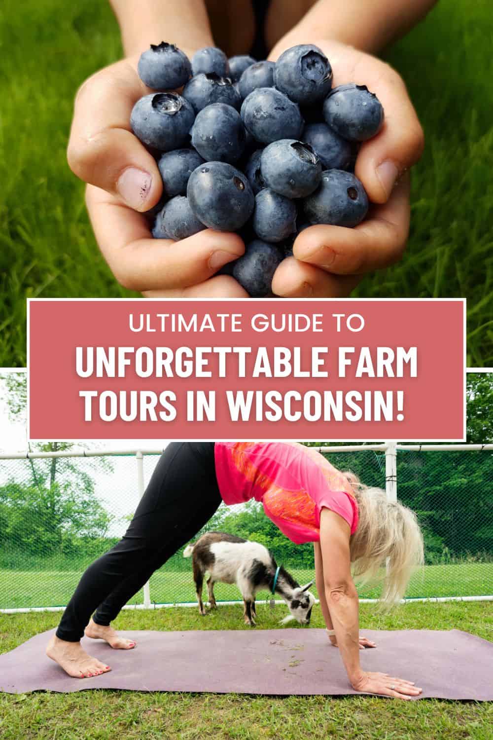 a person holding a handful of blueberries in their hands; A person doing a yoga pose with a goat in the background.