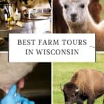 a cow's sudder being milked byu a robot or machine; a cow being milked by a person in blue gloves; an image of a bison grazing in a grassy field; a whitish alpaca looking at the camera with a dark brown alpaca at the back; Farm Tours in Wisconsin
