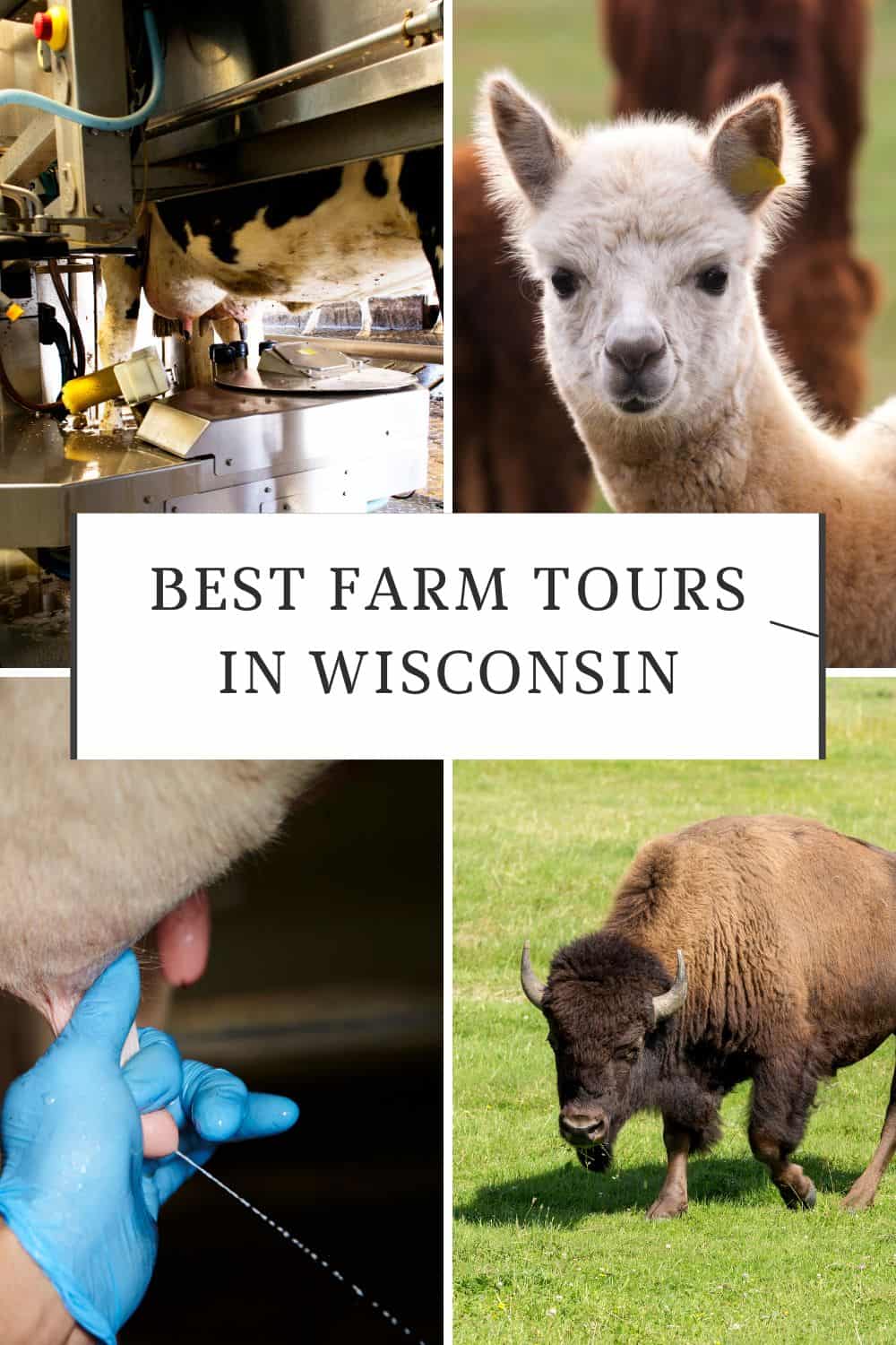 Farm tours in wisconsin a cow's sudder being milked byu a robot or machine; a cow being milked by a person in blue gloves; an image of a bison grazing in a grassy field; a whitish alpaca looking at the camera with a dark brown alpaca at the back; Farm Tours in Wisconsin
