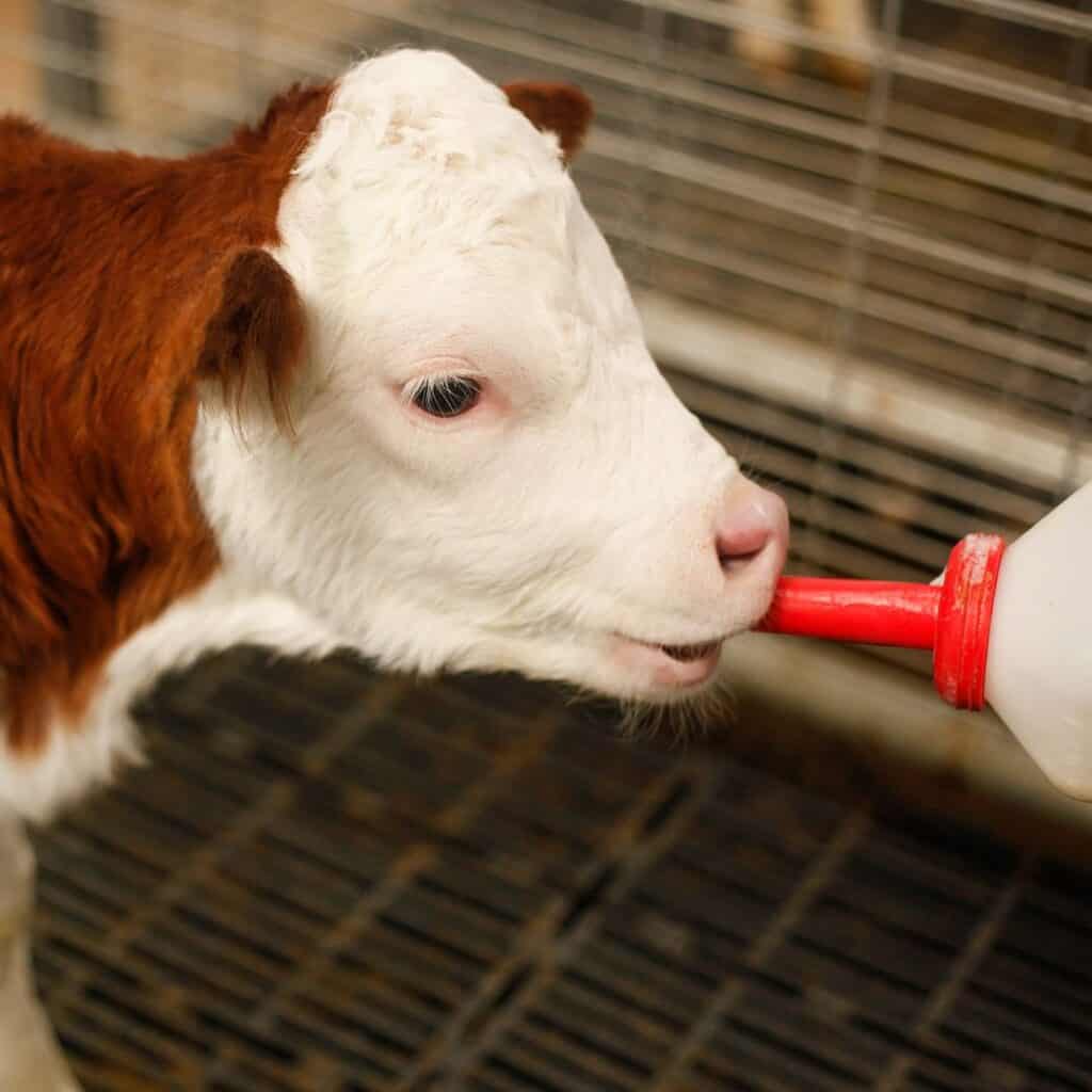 a small calf is drinking from a bottle