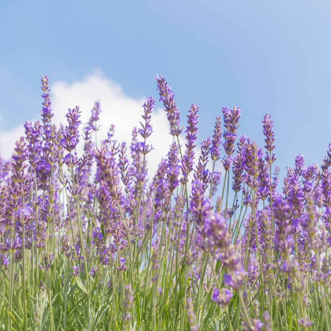 Farm tours in wisconsin a field of lavender flowers with a blue sky in the background
