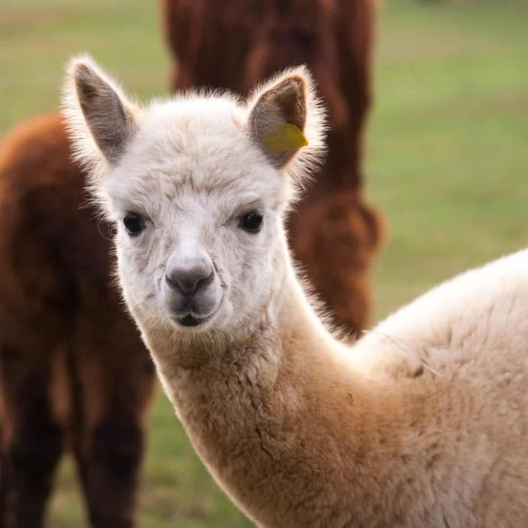 Farm tours in wisconsin a whitish alpaca looking at the camera with a dark brown alpaca at the back
