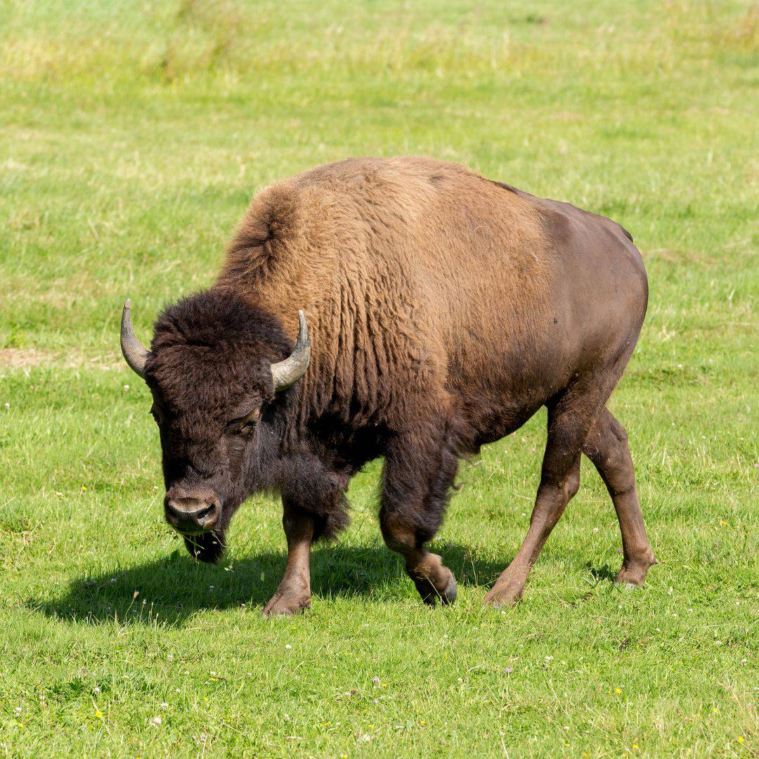 Farm tours in wisconsin an image of a bison grazing in a grassy field