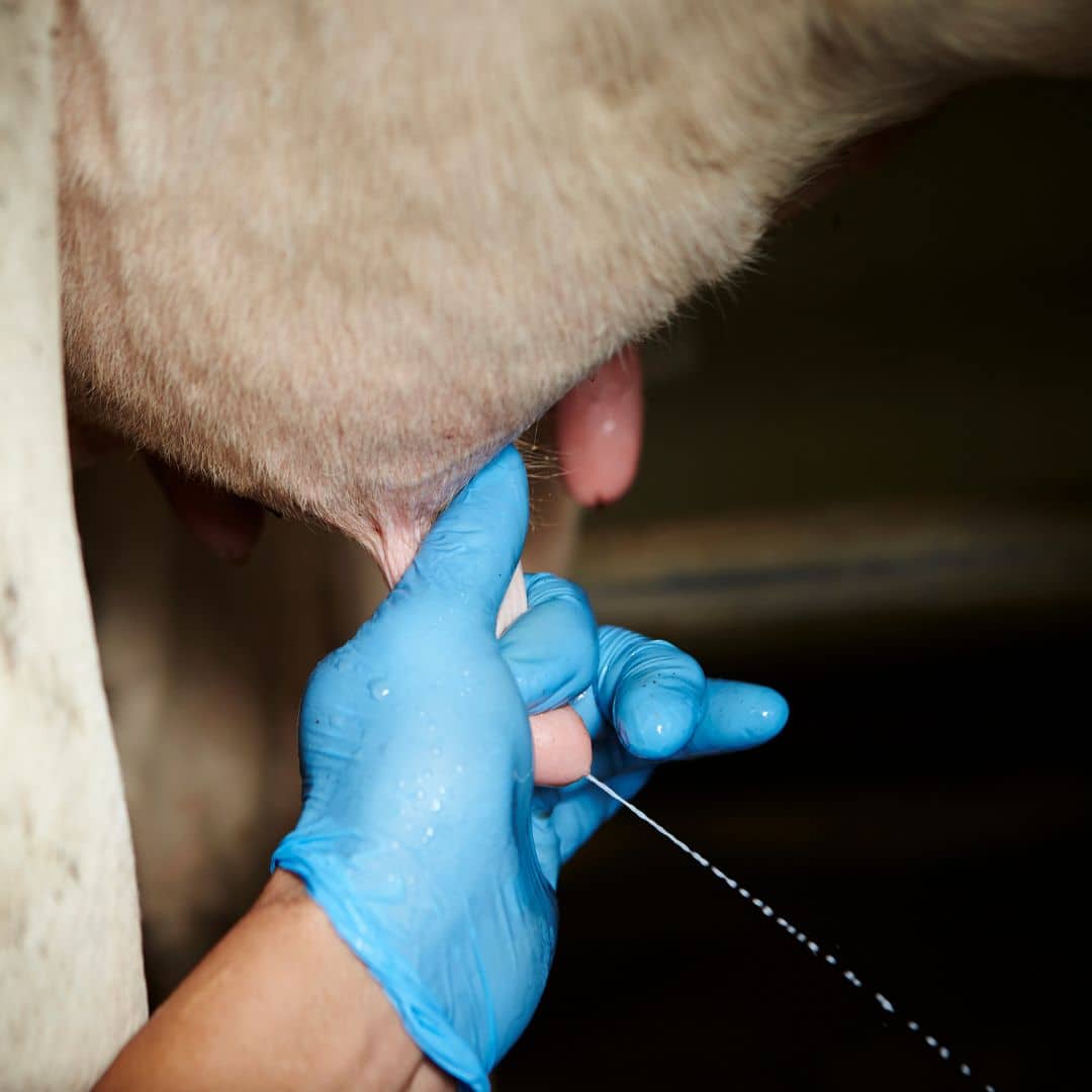 Farm tours in wisconsin a cow being milked by a person in blue gloves